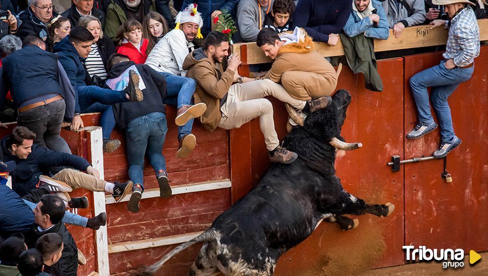 El sábado en Ciudad Rodrigo deja 28 intervenciones, tres por de toro - Tribuna de Salamanca.