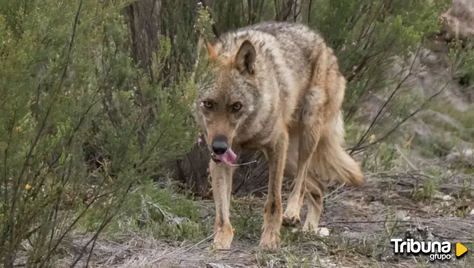 Llevan ante la Justicia a la Junta por "negar información sobre mortalidad de lobos" 