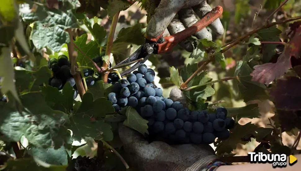Las rutas del vino acompañan las procesiones de Semana Santa: el maridaje entre tradición y enología